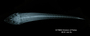 Loricaria microdon FMNH 53555 holo dv x
